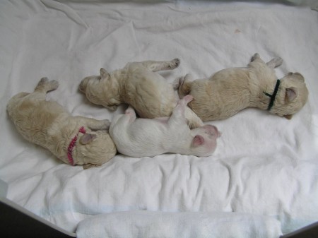 Dorly štěňátka B 11. den